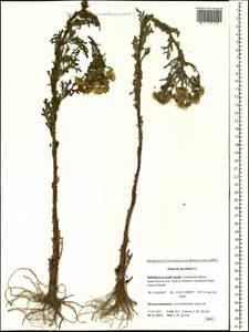 Jacobaea vulgaris subsp. vulgaris, Siberia, Baikal & Transbaikal region (S4) (Russia)