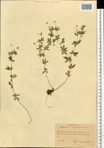 Potentilla erecta (L.) Raeusch., Eastern Europe, West Ukrainian region (E13) (Ukraine)