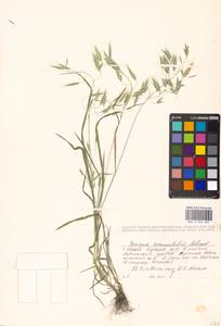 Bromus commutatus Schrad., Eastern Europe, Moscow region (E4a) (Russia)