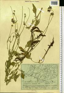 Lomelosia comosa (Fisch. ex Roem. & Schult.) comb. ined., Siberia, Russian Far East (S6) (Russia)