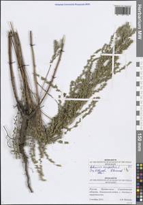 Artemisia campestris L., Eastern Europe, Lower Volga region (E9) (Russia)