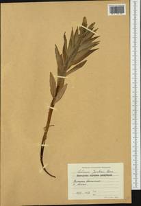 Lilium jankae A.Kern., Western Europe (EUR) (Bulgaria)