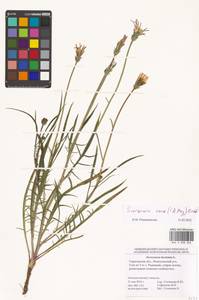 Scorzonera cana (C. A. Mey.) O. Hoffm., Eastern Europe, Lower Volga region (E9) (Russia)