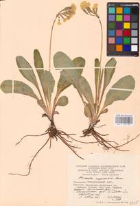 Primula ruprechtii Kusnezowa ex Lipsky, Caucasus, Stavropol Krai, Karachay-Cherkessia & Kabardino-Balkaria (K1b) (Russia)