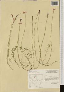 Dianthus deltoides L., Western Europe (EUR) (Germany)