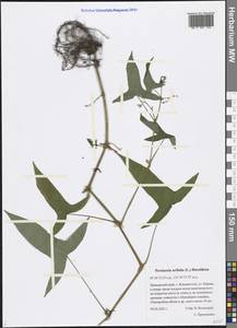 Persicaria arifolia (L.) Haraldson, Siberia, Russian Far East (S6) (Russia)