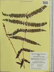 Athyrium filix-femina, Eastern Europe, Northern region (E1) (Russia)