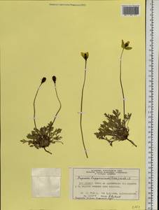 Oreomecon lapponica (Tolm.) Galasso, Banfi & Bartolucci, Siberia, Central Siberia (S3) (Russia)
