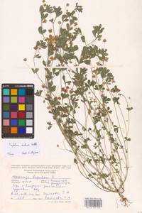Trifolium dubium Sibth., Eastern Europe, Moldova (E13a) (Moldova)
