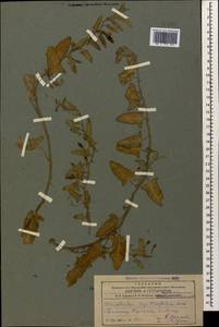 Convolvulus chinensis subsp. chinensis, Caucasus, Armenia (K5) (Armenia)