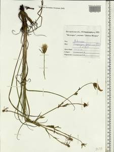 Tragopogon podolicus Besser ex DC., Eastern Europe, Central forest-and-steppe region (E6) (Russia)