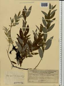 Salix repens L., Eastern Europe, Moscow region (E4a) (Russia)