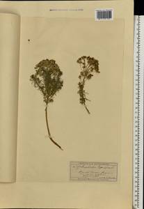 Euphorbia cyparissias L., Eastern Europe, Moscow region (E4a) (Russia)