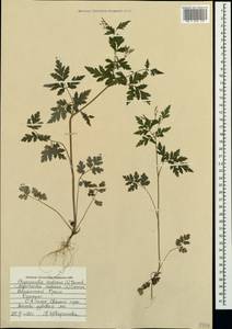 Chaerophyllum nodosum (L.) Crantz, Crimea (KRYM) (Russia)