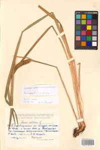 Acorus calamus L., Siberia, Russian Far East (S6) (Russia)