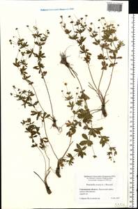 Potentilla erecta (L.) Raeusch., Eastern Europe, Western region (E3) (Russia)