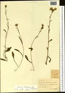 Tephroseris subfrigida (Kom.) Holub, Siberia, Chukotka & Kamchatka (S7) (Russia)