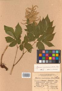 Aruncus dioicus (Walter) Fernald, Siberia, Russian Far East (S6) (Russia)