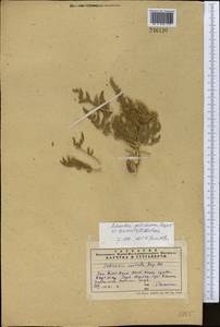 Schrenkia golickeana (Regel & Schmalh.) B. Fedtsch., Middle Asia, Western Tian Shan & Karatau (M3) (Kazakhstan)
