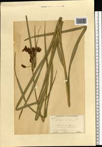 Bolboschoenus yagara (Ohwi) Y.C.Yang & M.Zhan, Eastern Europe, Moscow region (E4a) (Russia)