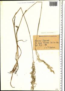 Agrostis stolonifera L., Caucasus, Armenia (K5) (Armenia)