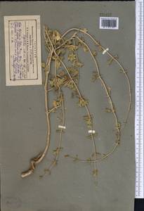 Lagochilus inebrians Bunge, Middle Asia, Pamir & Pamiro-Alai (M2) (Uzbekistan)