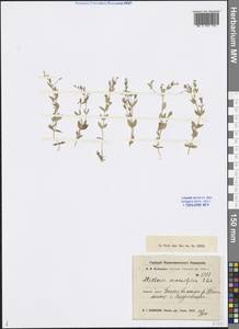 Stellaria crassifolia Ehrh., Siberia, Western Siberia (S1) (Russia)