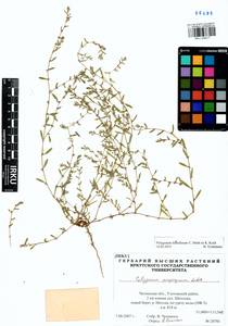 Polygonum humifusum Mert. ex C. Koch, Siberia, Baikal & Transbaikal region (S4) (Russia)