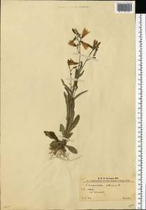 Campanula sibirica L., Eastern Europe, West Ukrainian region (E13) (Ukraine)