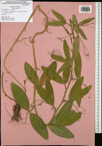 Lathyrus sylvestris L., Eastern Europe, Central region (E4) (Russia)