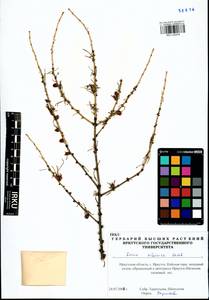 Larix sibirica Ledeb., Siberia, Baikal & Transbaikal region (S4) (Russia)