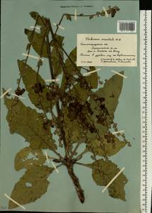 Verbascum marschallianum Ivanina & Tzvelev, Eastern Europe, Lower Volga region (E9) (Russia)