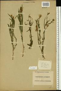 Tragopogon, Eastern Europe, Lower Volga region (E9) (Russia)