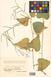 Alliaria petiolata (M.Bieb.) Cavara & Grande, Eastern Europe, Lower Volga region (E9) (Russia)