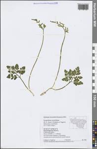 Sceptridium multifidum (S. G. Gmel.) M. Nishida ex Tagawa, Eastern Europe, Central region (E4) (Russia)