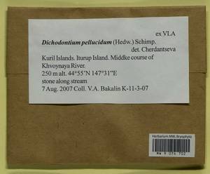 Dichodontium pellucidum (Hedw.) Schimp., Bryophytes, Bryophytes - Russian Far East (excl. Chukotka & Kamchatka) (B20) (Russia)