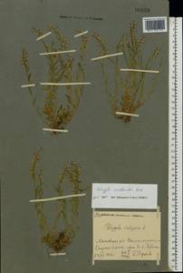 Polygala vulgaris L., Eastern Europe, Moscow region (E4a) (Russia)