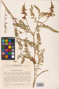 Astragalus falcatus Lam., Eastern Europe, Eastern region (E10) (Russia)