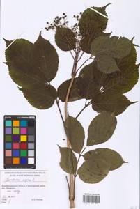 Sambucus nigra L., Eastern Europe, North-Western region (E2) (Russia)