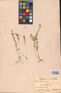 Polygala comosa Schkuhr, Eastern Europe, Moscow region (E4a) (Russia)