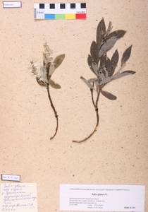 Salix glauca L., Siberia, Altai & Sayany Mountains (S2) (Russia)