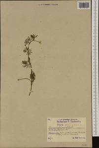 Ranunculus aquatilis L., Western Europe (EUR) (Poland)