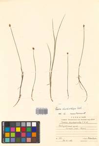 Carex chordorrhiza L.f., Siberia, Russian Far East (S6) (Russia)