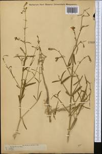 Silene odoratissima Bunge, Middle Asia, Muyunkumy, Balkhash & Betpak-Dala (M9) (Kazakhstan)