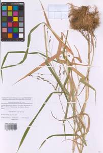 Leersia oryzoides (L.) Sw., Eastern Europe, Moscow region (E4a) (Russia)