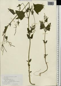 Atriplex micrantha Ledeb., Eastern Europe, Lower Volga region (E9) (Russia)