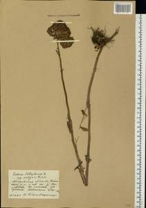 Hylotelephium telephium subsp. telephium, Eastern Europe, Moscow region (E4a) (Russia)