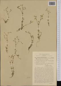 Cerastium brachypetalum subsp. tauricum (Spreng.) Murb., Western Europe (EUR) (Italy)
