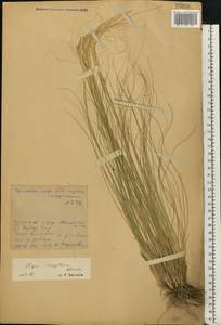 Stipa sareptana A.K.Becker, Eastern Europe, Eastern region (E10) (Russia)