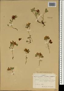 Trifolium eximium DC., Mongolia (MONG) (Mongolia)
